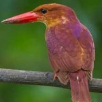 image of bird