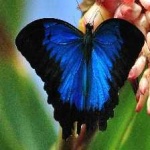 image of animal