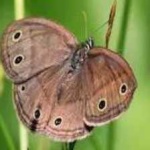 image of animal