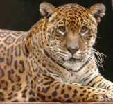 image of jaguar_car