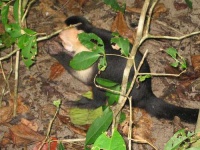 image of capuchin