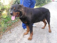 image of rottweiler