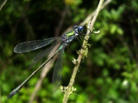 image of damselfly