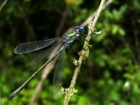 image of damselfly #16