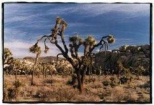 image of joshua_tree