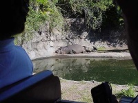 image of hippopotamus