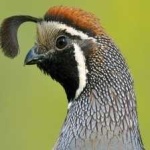 image of bird