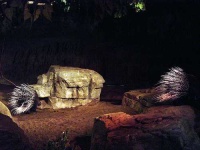 image of porcupine
