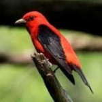 image of bird
