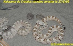 image of horned_viper