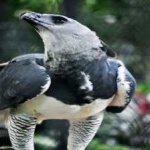 image of harpy_eagle #10