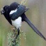 image of bird