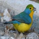 image of bird