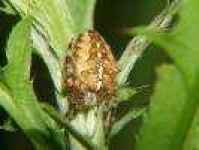 image of barn_spider