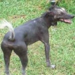 image of animal