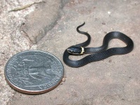 image of ringneck_snake #1