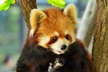 image of animal