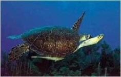 image of hawksbill