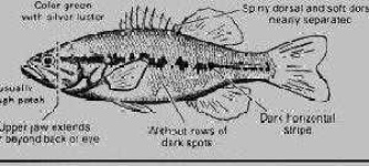 image of animal