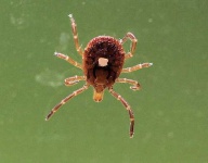 image of tick
