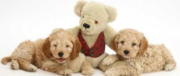 image of teddy_bear