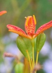 image of flower