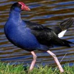image of bird