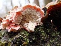 image of coral_fungus