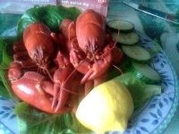 image of crayfish