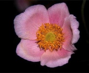 image of flower