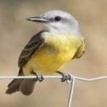 image of bird
