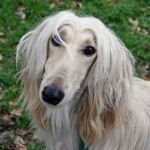 image of animal