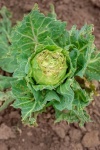 image of damage_to_cabbage_leaves
