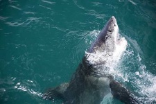 image of great_white_shark #0