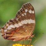 image of banded_butterfly #188