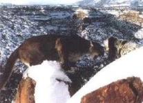 image of cougar_body
