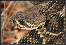 image of diamondback #17