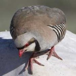 image of bird