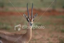 image of gazelle