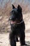 image of giant_schnauzer