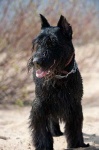 image of giant_schnauzer #23