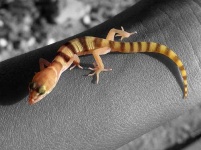 image of banded_gecko