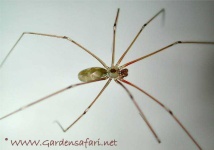 image of harvestman