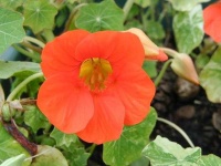 image of flower