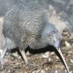 image of bird