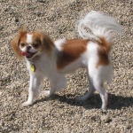 image of animal