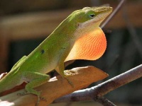 image of american_chameleon #14