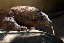 image of komodo_dragon