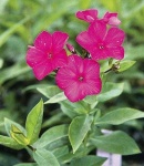 image of flower