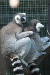 image of madagascar_cat